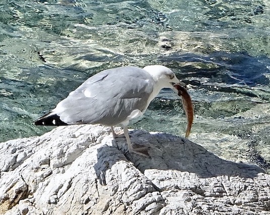 great black-headed gull